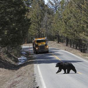 US NPS-Mammoth-truck-bear