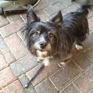 Ollie on brick floor, Dog